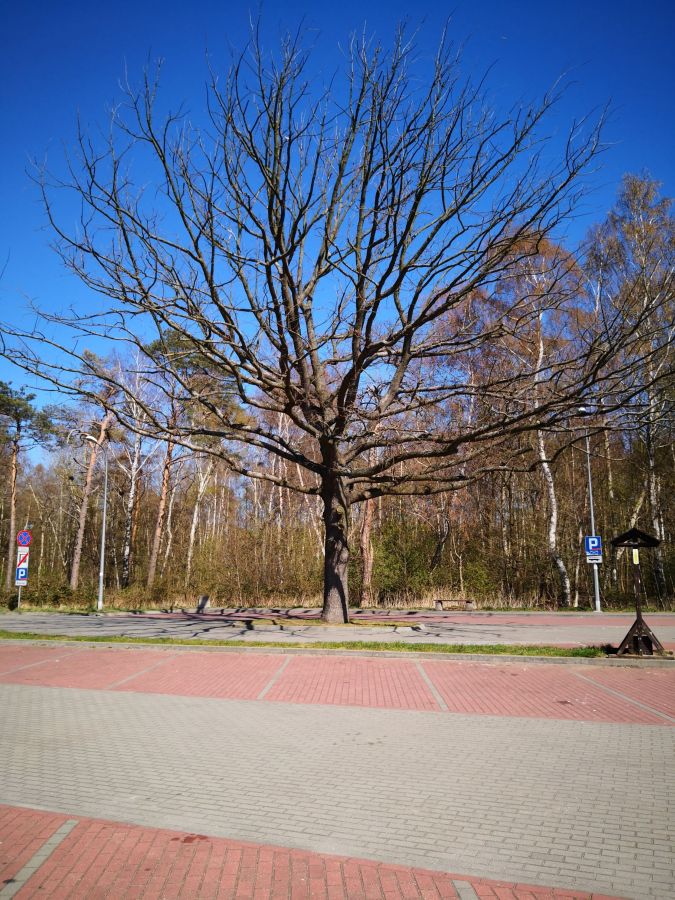 Kliknij aby powiekszyc!